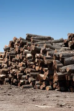 Stack of freshly cut logs Stock Photos