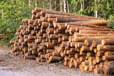 A stack of freshly cut logs ready for processing against the backdrop of a yo Stock Photos