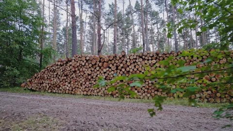 Stack of Freshly Cut Logs in Woodland Area Showing Raw Timber Texture Stock Footage 340504271