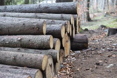 A stack of freshly cut pine logs resting on the forest ground, representing Stock Photos