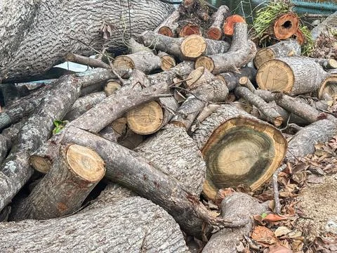 Stack of Freshly Cut Tree Logs and Timber Wood on the Ground Stock Photos
