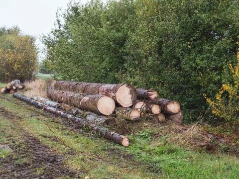 Stack of freshly cut tree trunks lies directly next to a road Stock Photos