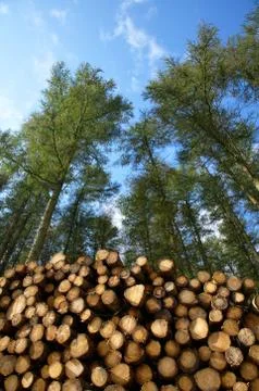 Stack of freshly cut trees in a forest. Stock Photos