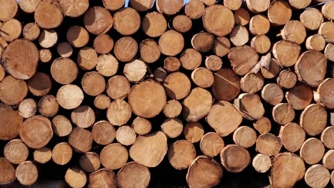A stack of freshly felled trees in the forest Stock-Footage 149102517