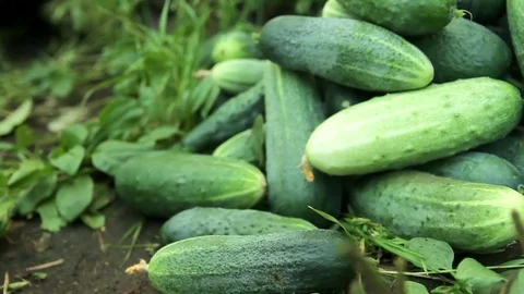 Stack gathered fresh cucumbers on the ground. Hothouse working Stock Footage 74734689