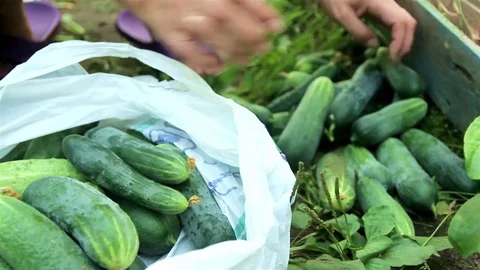 Stack gathered fresh cucumbers in parcel. Hothouse working Stock Footage 74734759