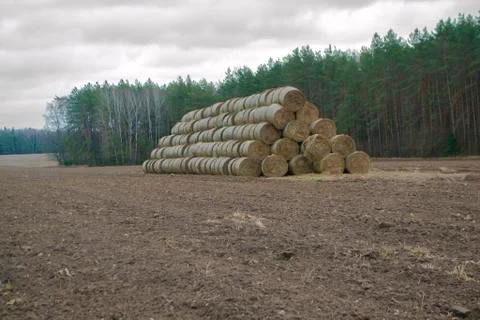 A stack of grass hay bales in winter field Stock Photos