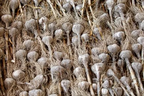 Stack of gray shell natural garlic Stock Photos