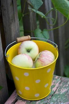 Stack of green apples in yellow bucket Stock Photos