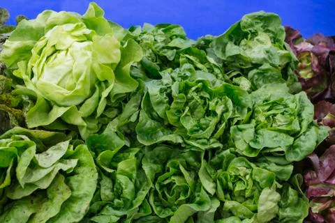 Stack of green lettuce at market 스톡 사진