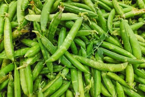 Stack of green peas in their pods on a market stall 스톡 사진