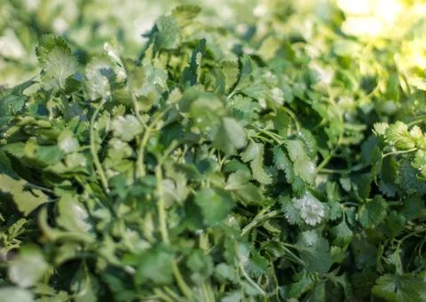 Stack of greenery or coriander at market. Bunch of fresh greens for sale. Stock Photos