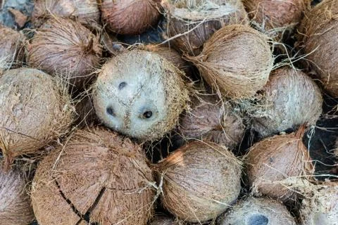 Stack of hairy brown coconuts Foto stock