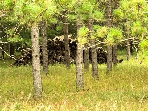 A stack of harvested logs in the pine forest Stock Photos