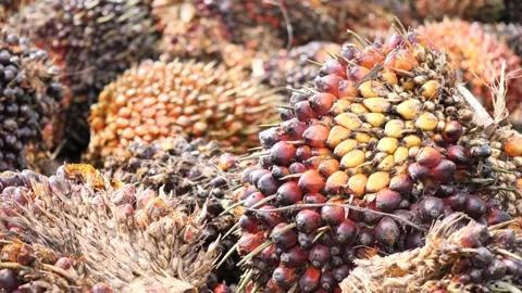 Stack of Harvested Palm Oil Fruit Bunches at Industrial Collection Point Видео 329086848