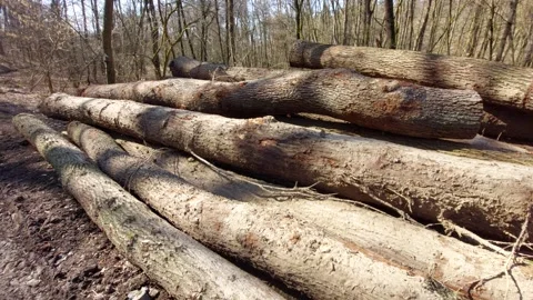Stack of harvested tree trunks in the forest, logging industry concept 库存影片 333642768