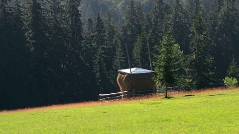 Stack of hay and spruce trees in the mountains Stock-Footage 97586974