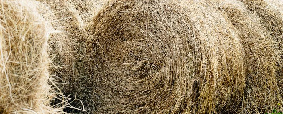 Stack of hay. Autumn background. The hay is twisted. Stock Photos