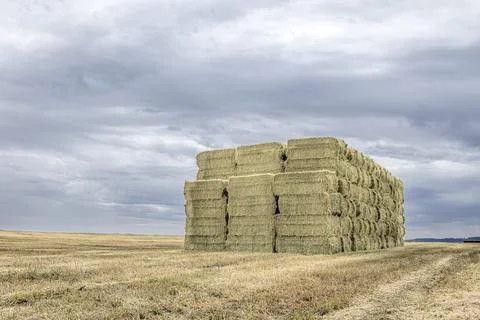 Stack of hay bales in the field. Stock Photos