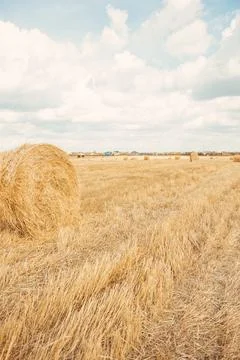 A stack of hay. Bright ripe grain field. Yellow wheat against the blue sky Stock Photos