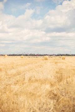 A stack of hay. Bright ripe grain field. Yellow wheat against the blue sky Foto stock