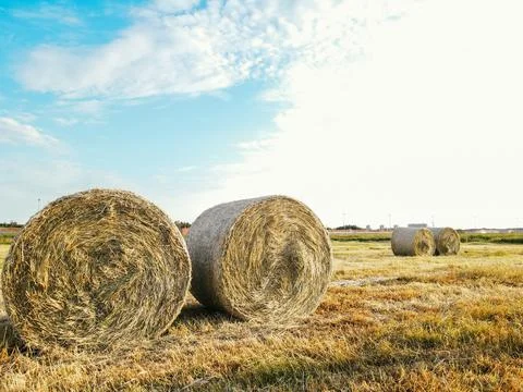 A stack of hay. Bright ripe grain field. Yellow wheat against the blue sky Stock Photos