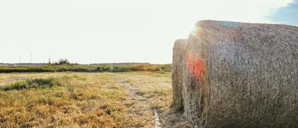 A stack of hay. Bright ripe grain field. Yellow wheat against the blue sky Stock Photos