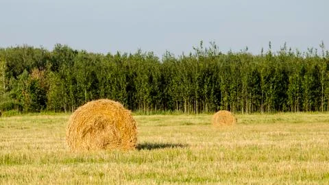 Stack of hay on the field on a background of green forest and sky Stock Photos
