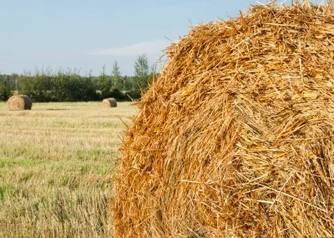 Stack of hay on the field on a background of green forest and sky Stock Photos