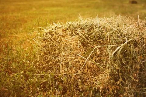 Stack of hay on field close up. Details of hay straw Stock Photos