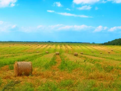 Stack of hay on the green field. Stock Photos
