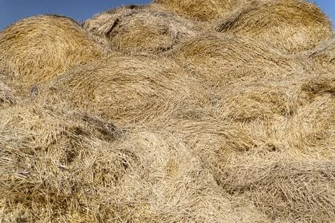A stack of hay. harvest Stock Photos