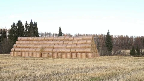 A stack of hay. Hay bales in a meadow Stock Footage 81504998