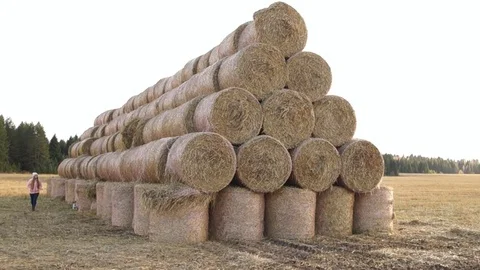 A stack of hay. Hay bales in a meadow. Woman walking with dog Stock Footage 81540842