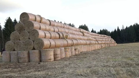 A stack of hay. Hay bales in a meadow. Man walking with dog Stock Footage 81540930