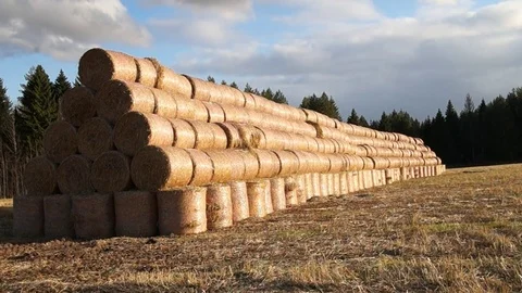 A stack of hay. Hay bales in a meadow. Man walking with dog Stock Footage 81701152