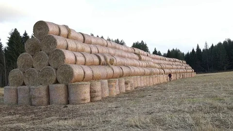 A stack of hay. Hay bales in a meadow. Man walking with dog Stock Footage 81701192