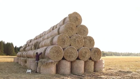 A stack of hay. Hay bales in a meadow. Man walking with dog Stock Footage 83076285