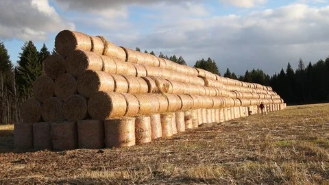 A stack of hay. Hay bales in a meadow. Man walking with dog Stock Footage 83076315