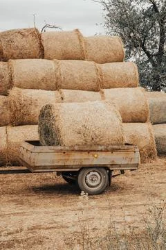 A stack of hay loaded in the trailer after the harvesting of the crops. The Stock Photos