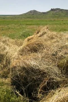 Stack of hay stack of hay on the background fields and mountains Copyright... Stock Photos