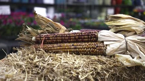 Stack of hay, with two bundles of corn placed at the top Stock Photos