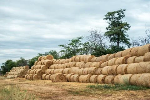 A stack of haystacks lying on the Golden field in the late summer after the Stock Photos