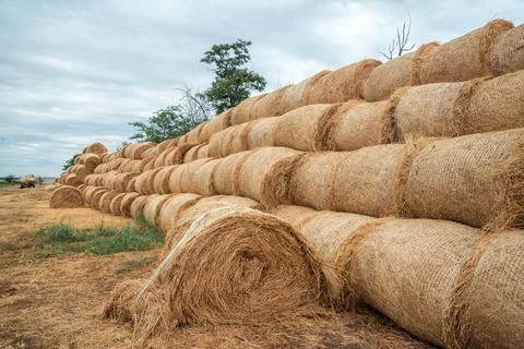 A stack of haystacks lying on the Golden field in the late summer after the Stock Photos