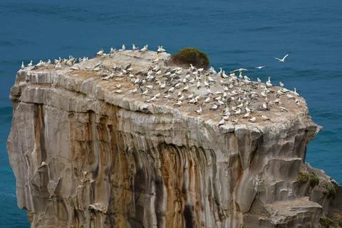 Stack hosting a colony of gannets in New Zealand Stock Photos
