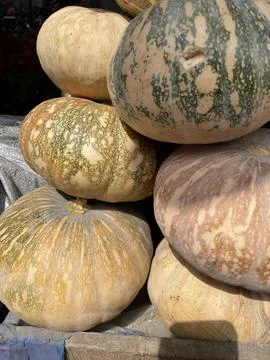 Stack of Large Ayote Grande Pumpkins Stock Photos