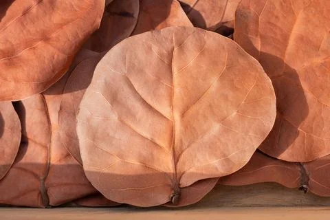 Stack of large dried round leaves herbarium for natural crafts projects 库存照片