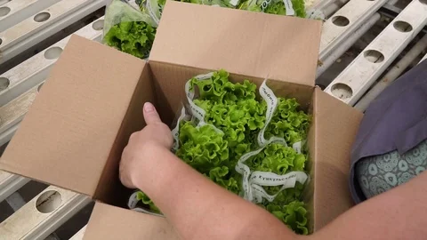 Stack lettuce leaves in boxes Stock-Footage 121698905