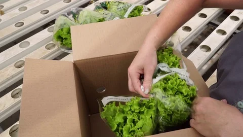 Stack lettuce leaves in boxes Видео 121698920