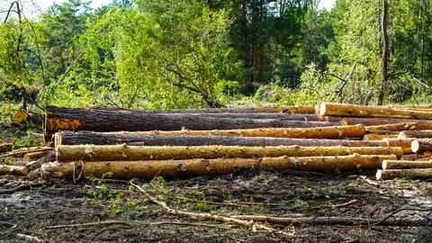 A stack of log trunks, wooden pine trunks, timber harvesting. Stock Photos